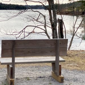 wooden bench facing ocean, with some trees in front of it