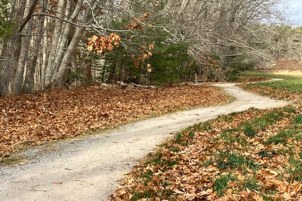 gravel trail along woods and field with fall leaves on either side.