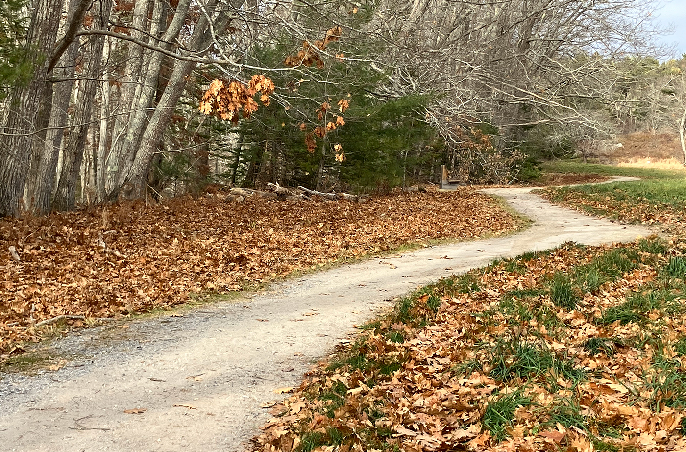 gravel trail along woods and field with fall leaves on either side.