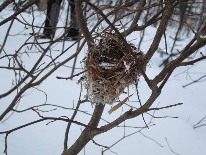 winter nest