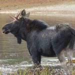 Moose in Brownfield by Ellen Wiggin
