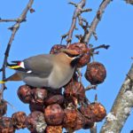 Bohemian Waxwing by Pam Wells