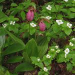 lady slipper trout lily Jewell Childs Hurd