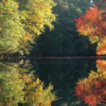 Autumn Symmetry by Steve Cartwright