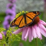monarch butterfly in Blue Hill