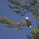 Bald Eagle overlooking Pocasset Lake in Wayne