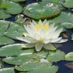water lily JW