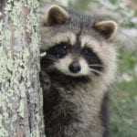 Raccoon in South China