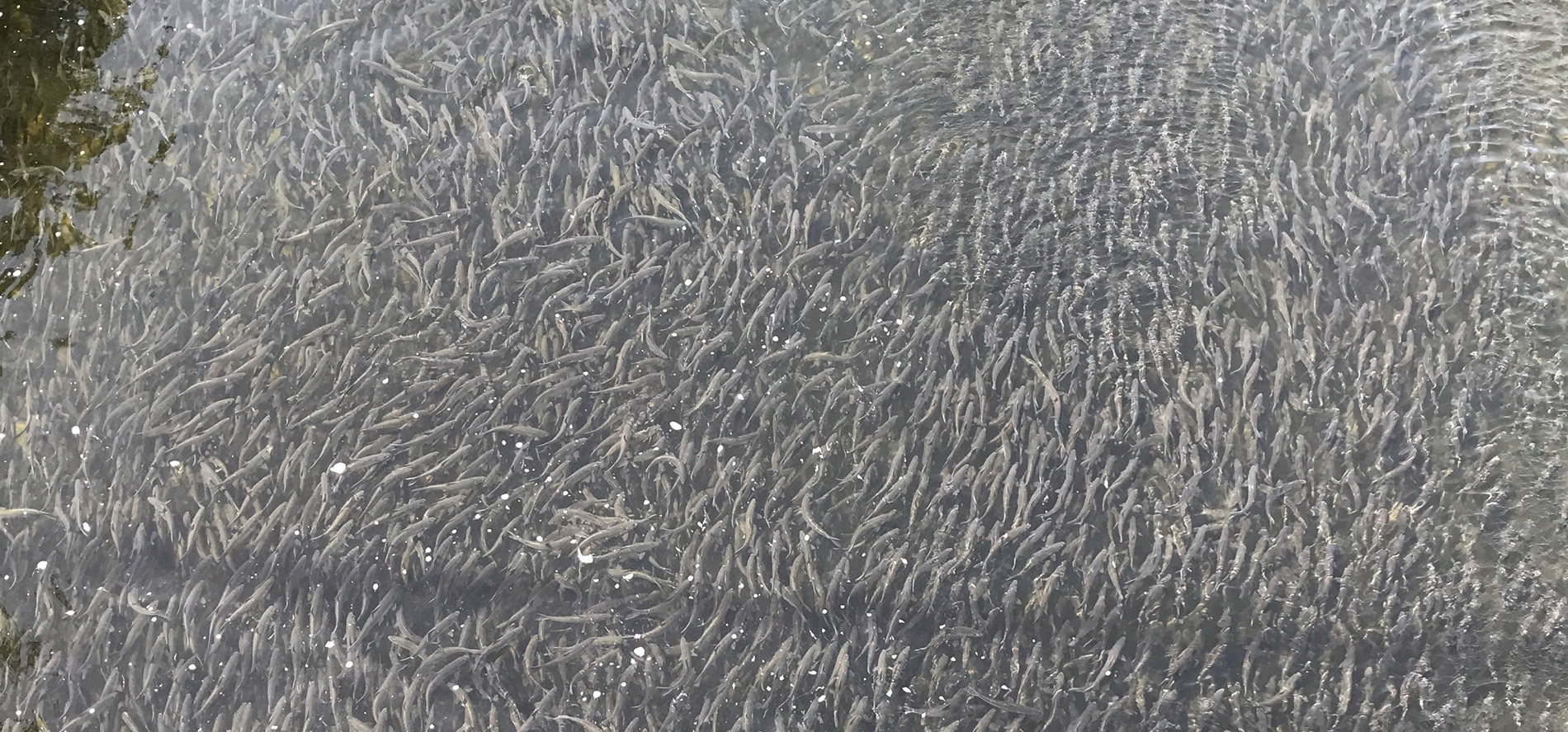 alewives in Maine rivers
