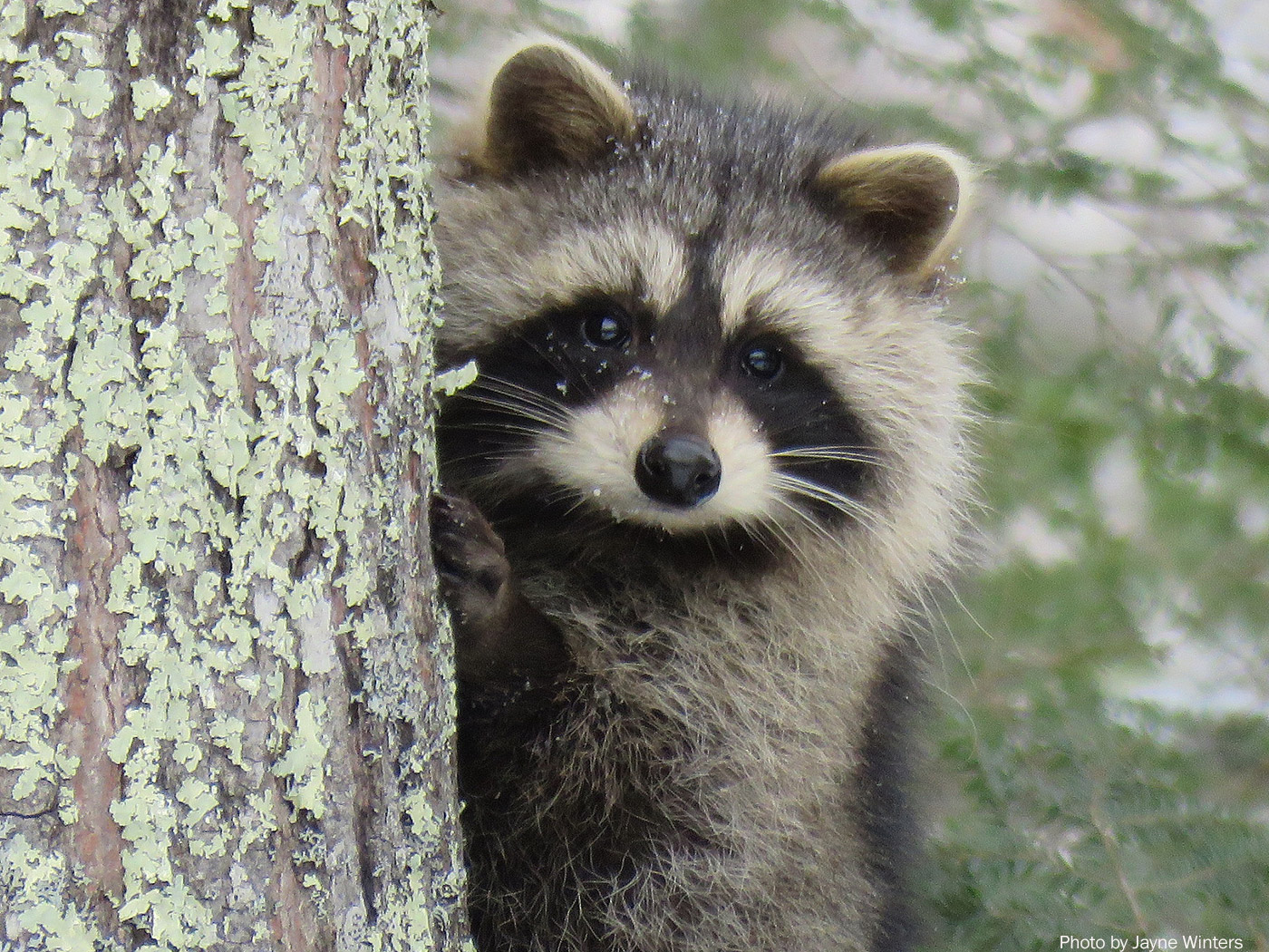 Raccoon, photo by Jayne Winters