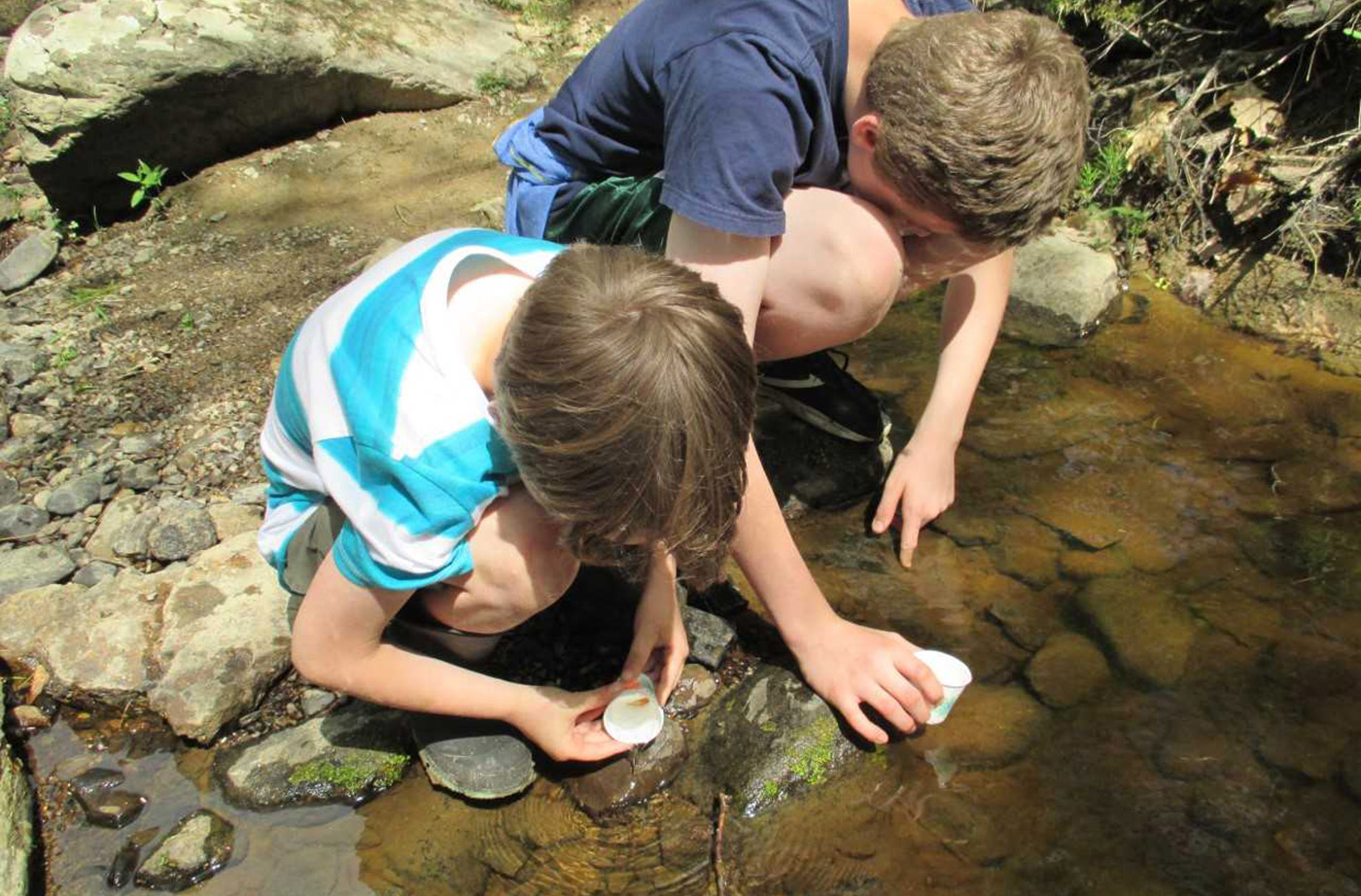 Students releasing salmon into Wescot Stream in Swanville