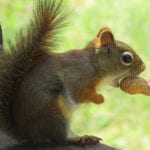 chipmunk eating peanut