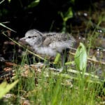 Spotted Sandpiper chick near the Penobscot River in Old Town, Maine