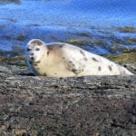 Harp seal in Tenants Harbor