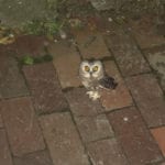 Saw-whet Owl in Portland by Kristin Jackson