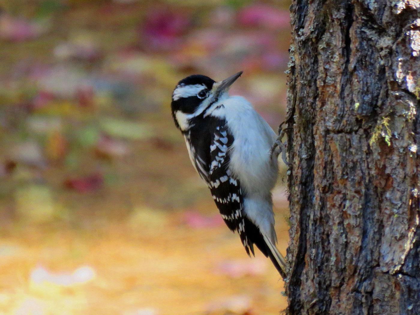 Juvenile Hairy Woodpecker in Sebec, Maine 
