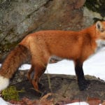 Hal Winters Red fox in South China
