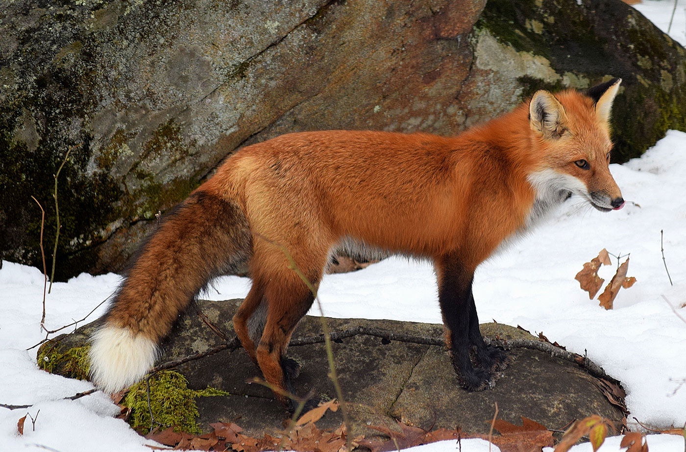 Creature Feature: Red Fox  Natural Resources Council of Maine