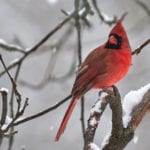 cardinal in Old Town, Pam Wells