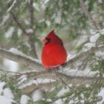 cardinal-South-China-in-winter-Jayne-Winters