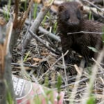 mink with litter by Dave Small