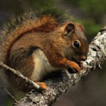 Red squirrel Peggy Yaeger