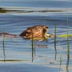 Dyer Long Pond beaver