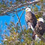 pair of Bald Eagles in tree