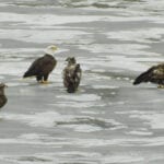 Bald Eagles on the Kennebec