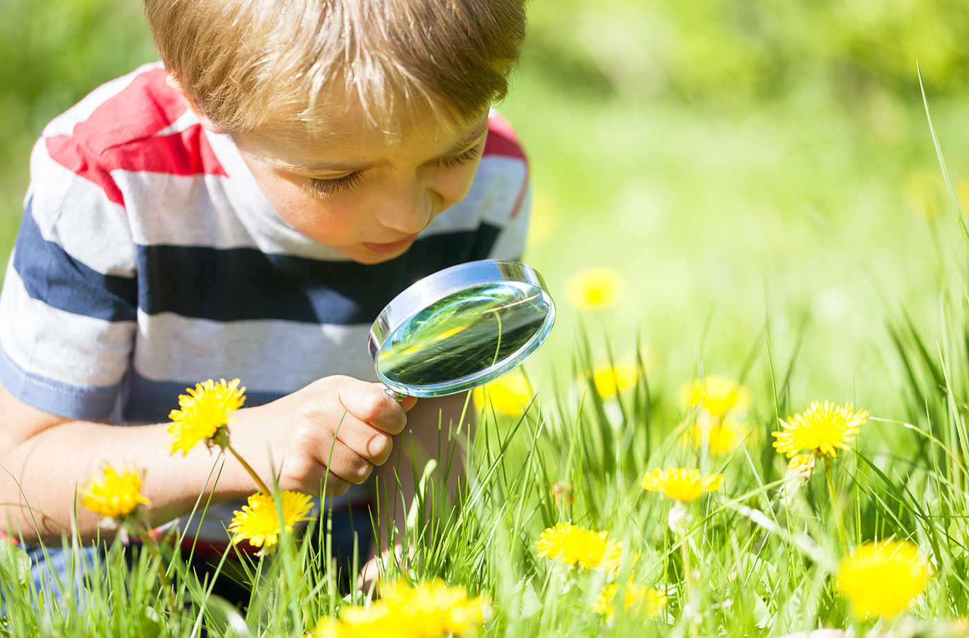 child with magnifying glass and dandelions