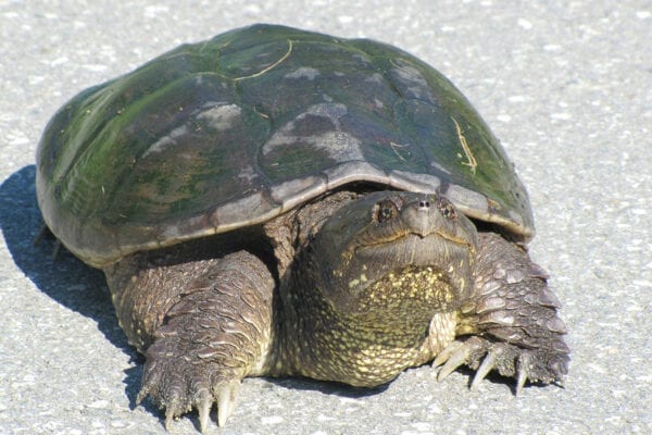 sekundær Flyvningen Inspicere Creature Feature: Snapping Turtle | Natural Resources Council of Maine