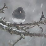 Dark-eyed Junco in snowstorm