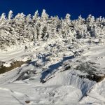 snow-covered trees on mountain