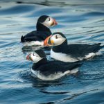 three puffins in water