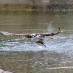 Osprey with alewife by Roger Leisner