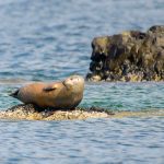 Seal in Penobscot Bay