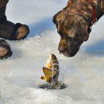 dog looking at fish coming out of ice