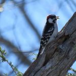 Downy Woodpecker in tree eating suet