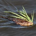 muskrat with leaves in mouth swimming in water