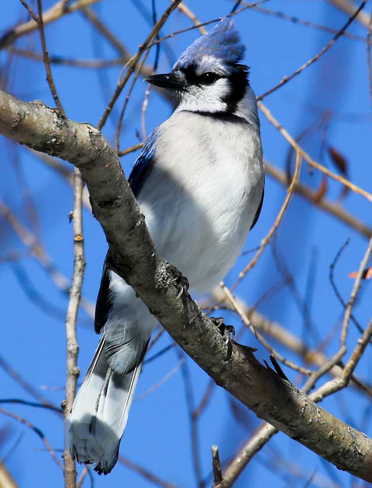 Blue Jay high in tree branch