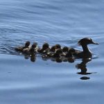 Hooded Merganser and nine babies swimming in lake