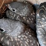 Banner-bluebird-chicks-in-nest-Sedgwick-Leda-Beth-Gray