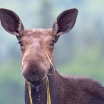 moose with grasses draped over nose and in mouth