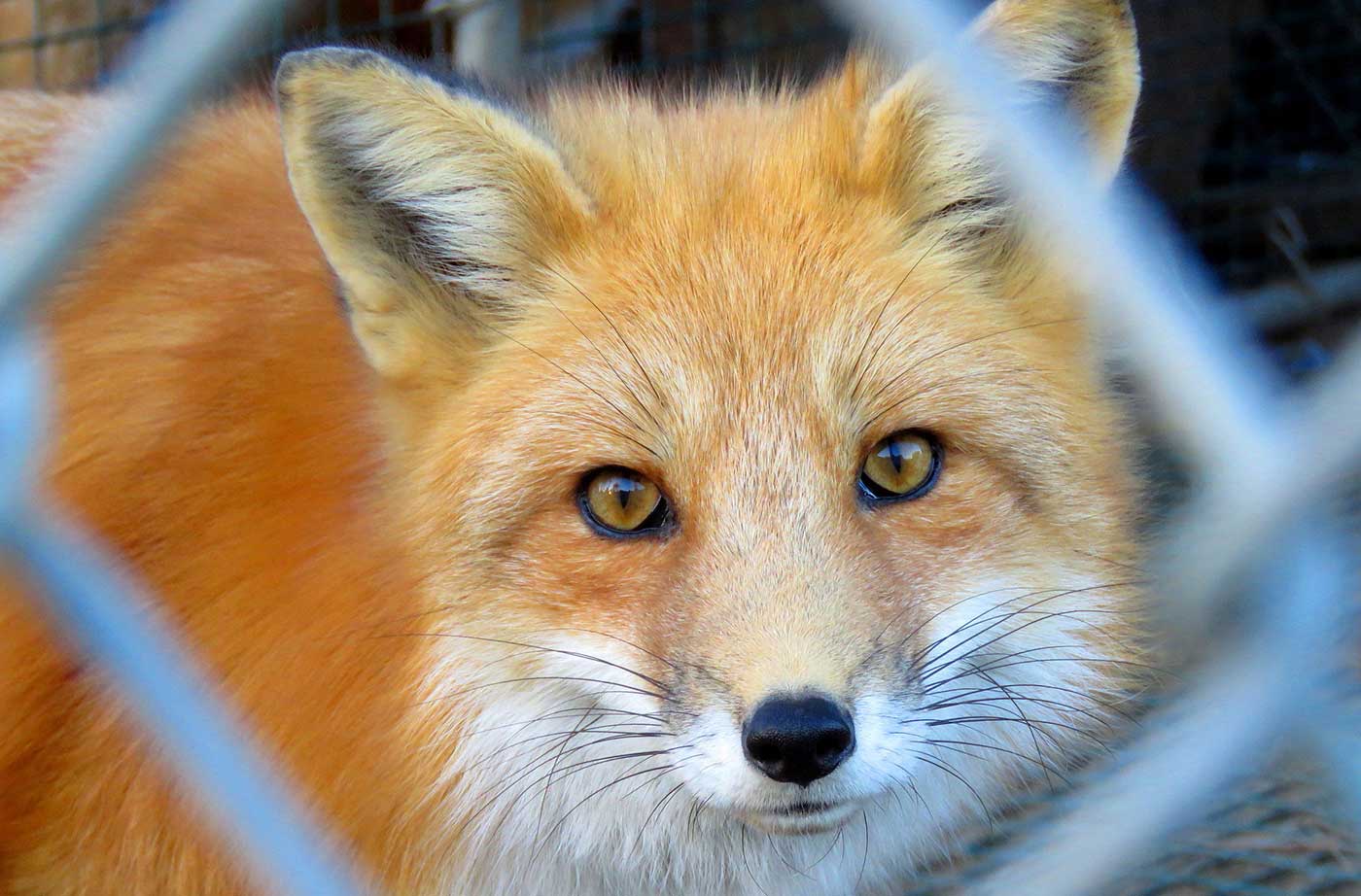 close up of fox's face, taken through chain link cage
