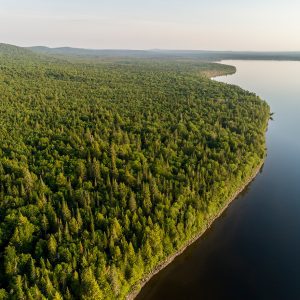 forest along shoreline of lake