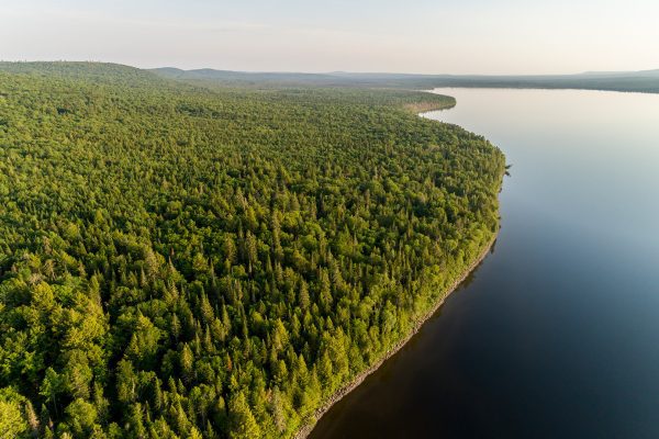 forest along shoreline of lake