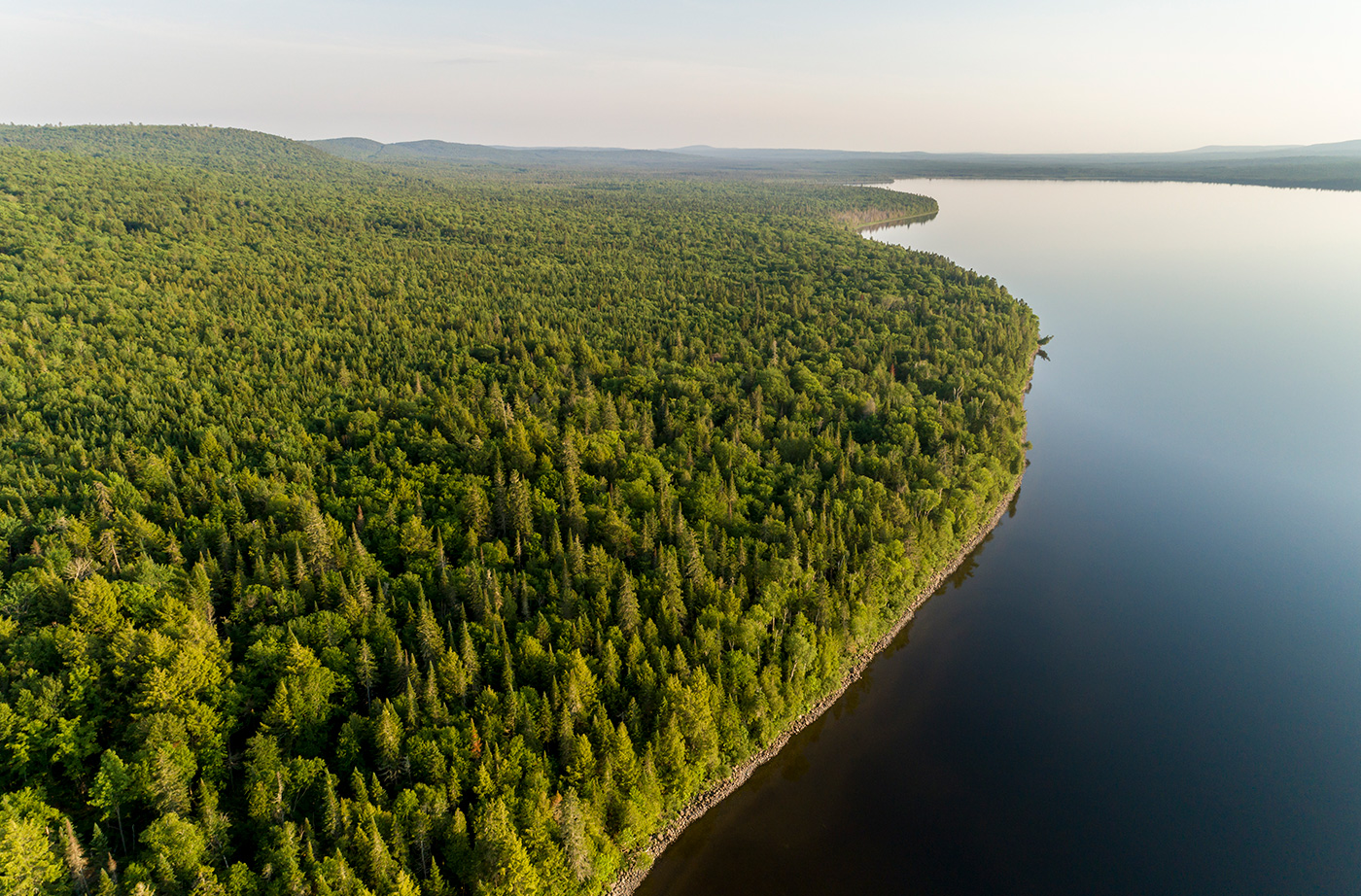 forest along shoreline of lake