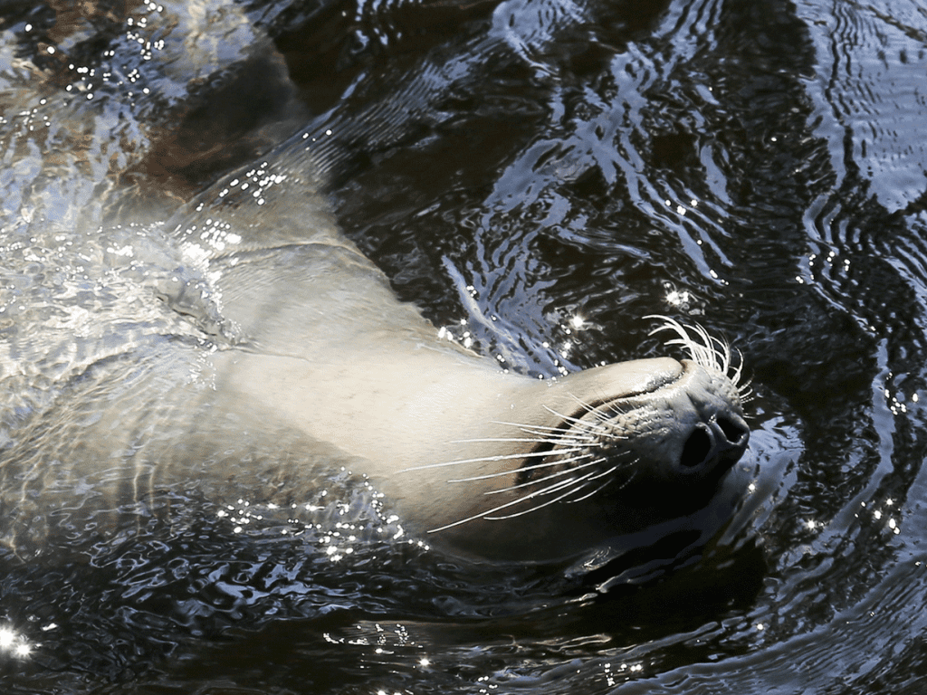 harbor seal laying on its back in the water