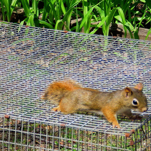 red squirrel on top of cage 