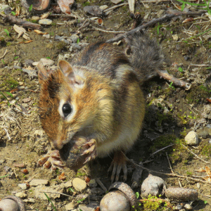chipmunk holding acorn